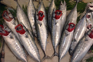 Palamut